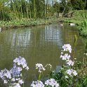 Cardamine pratensis